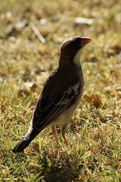 img_6208w