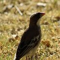 img_6208w