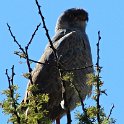 img_6216w