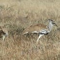 img_6237w