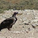 img_6253w