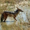 img_6547w