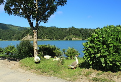 ráno před odletem u Lagoa Verde