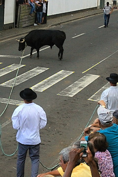 Touradas à Corda v Cinco Riberais