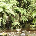 levada do rei