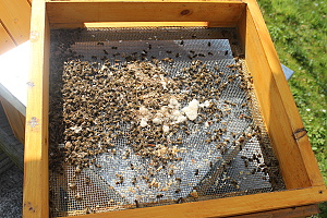 varroa dno s mrtvými včelkami
